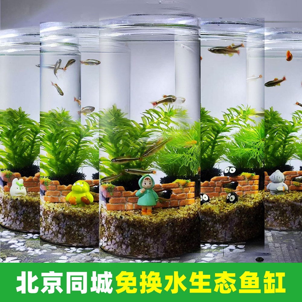 北京学校科学课桌面小型鱼缸造景生态全套自循环免换水草绿菊