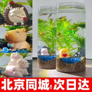 学校科学课桌面小型鱼缸造景生态全套自循环免换水草免水草泥绿菊