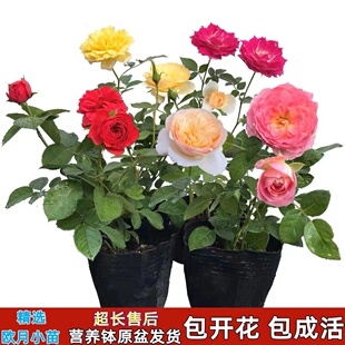 花苗花卉盆栽好养易活四季 月季 开玫瑰花爬藤植物藤本大花浓香室内