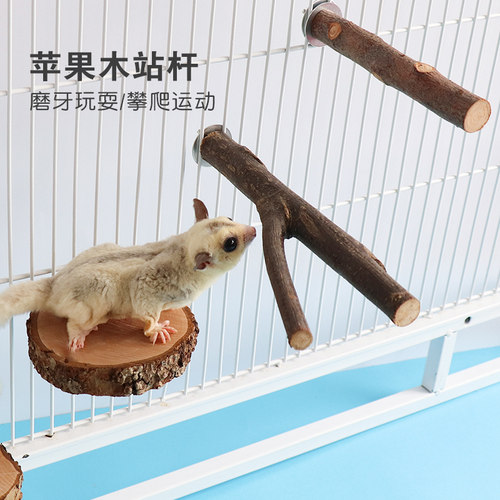 蜜袋鼯攀爬玩具松鼠磨牙苹果