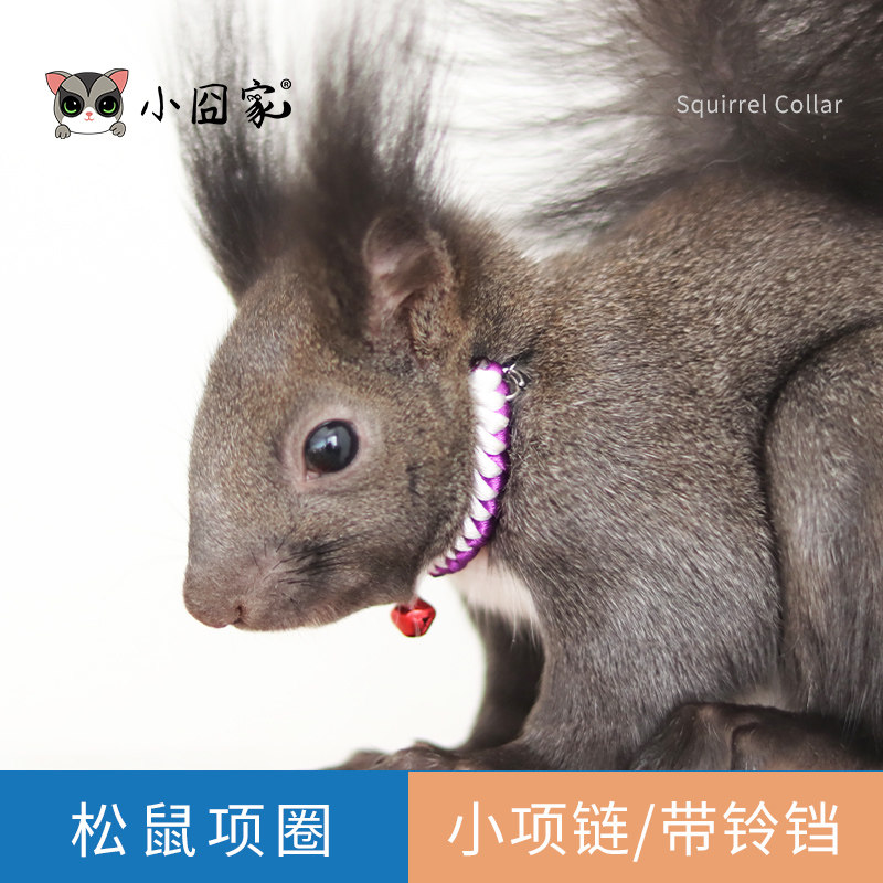 松鼠大眼飞鼠仓鼠豚鼠花枝鼠牵引绳链子绳子防挣脱项圈小铃铛项链
