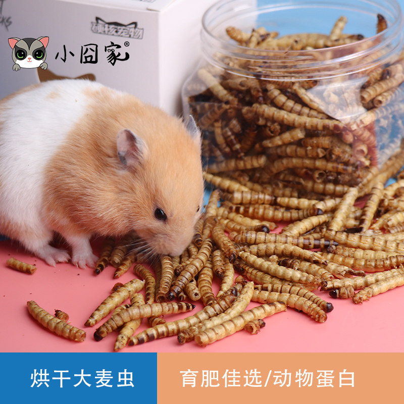 小宠通用零食烘干大麦虫营养蛋白