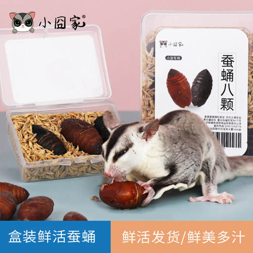 宠物零食东北活大蚕蛹卵