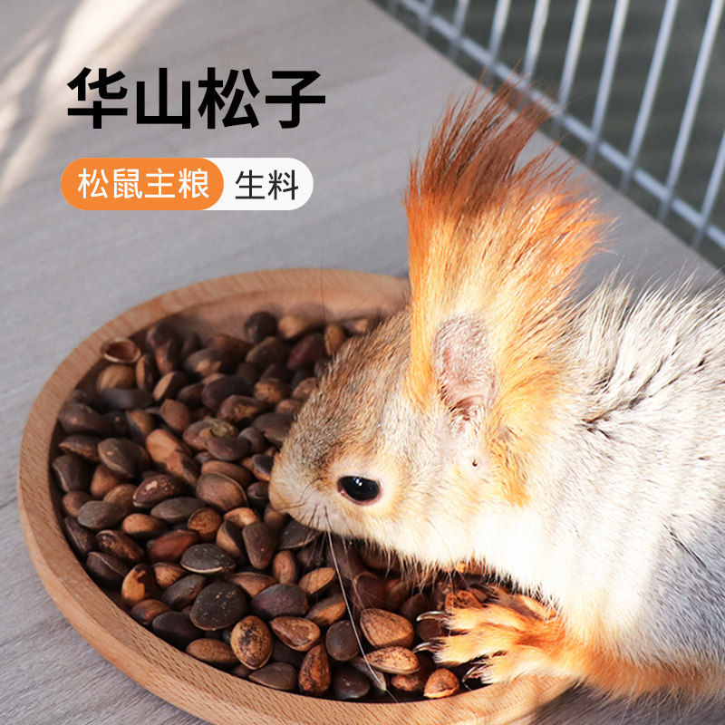 松鼠粮食生松子华山松子散装野生图片