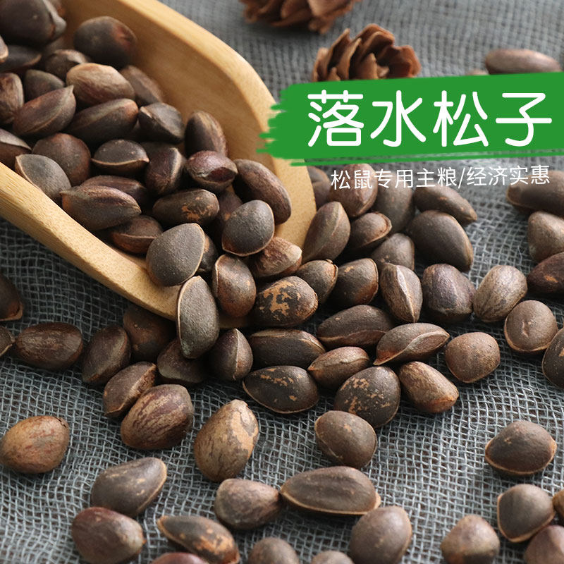 松鼠鹦鹉落水生料特级华山粮食图片