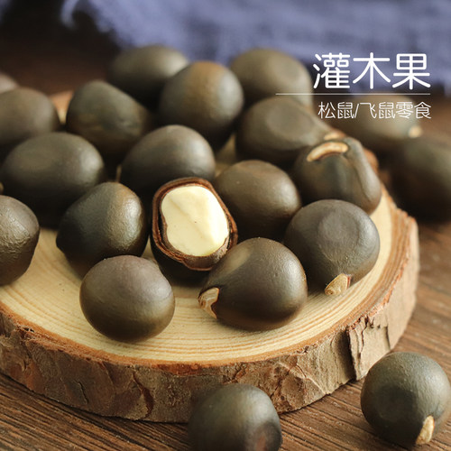 松鼠磨牙粮食小黑果营养