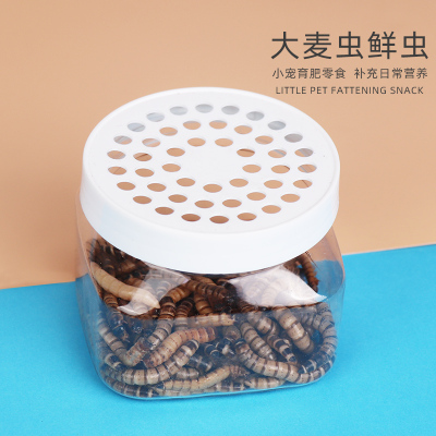 小囧家小宠活虫零食大麦虫面包虫