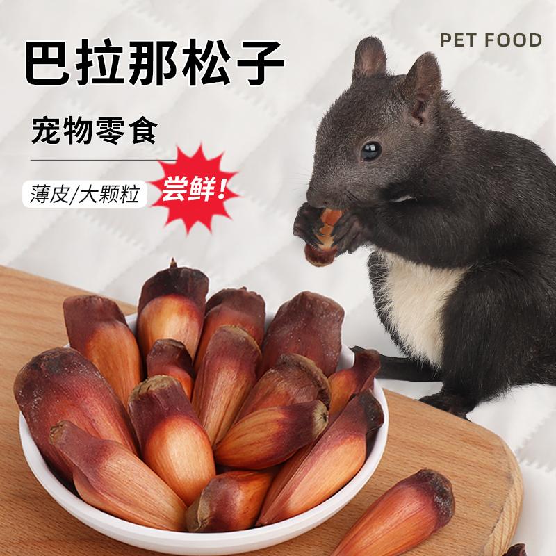 小囧家松鼠粮食巴拉那松子尝鲜图片