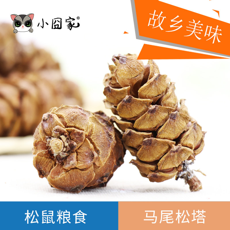 松塔野生松鼠粮食东北大兴安岭马尾松树塔松塔带松子新鲜主食食物