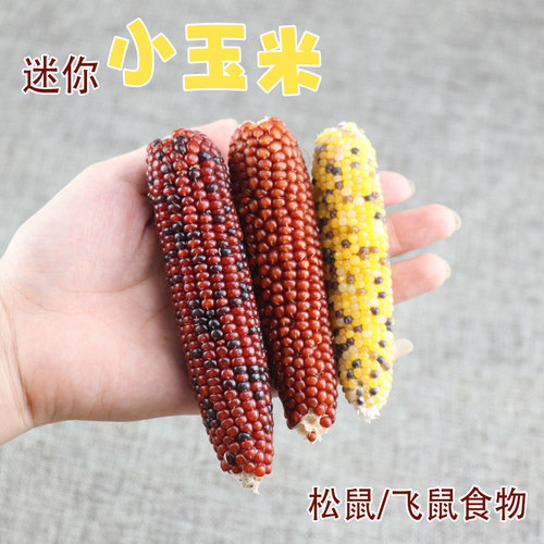 迷你小玉米宠物磨牙小零食