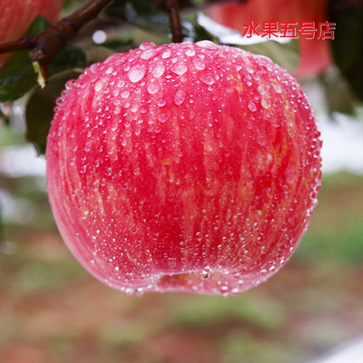 陕西咸阳礼泉膜袋红富士丑苹果脆甜香甜孕妇包邮10斤