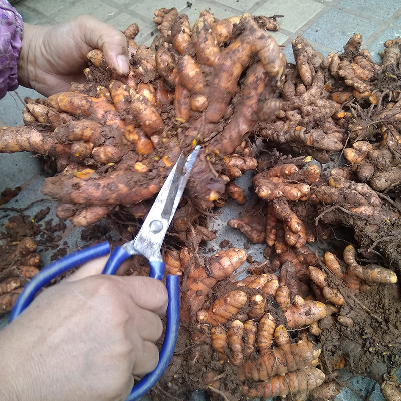 广西野生姜黄新鲜小黄姜药用姜泡酒产后调节月子姜老姜黄种子红姜