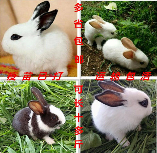 兔子活物大型种兔兔子活体比利时幼兔新西兰肉兔家养幼兔活体在类目 宠物/宠物食品及用品, 兔类及其用品, 兔中 - 来自Buy2taobao.com提供专业的淘宝代购服务