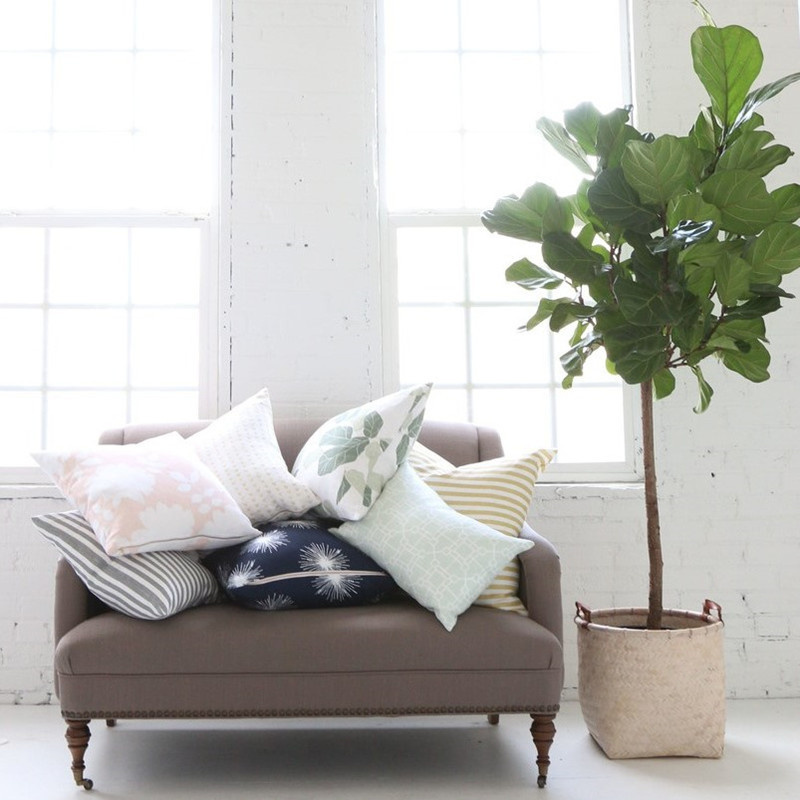 琴叶榕 耐阴盆栽植物绿植花卉 室内客厅棒棒糖树形吸甲醛净化空气在类目 鲜花速递/花卉仿真/绿植园艺, 花卉/绿植盆栽（新）, 绿植中 - 来自Buy2taobao.com提供专业的淘宝代购服务