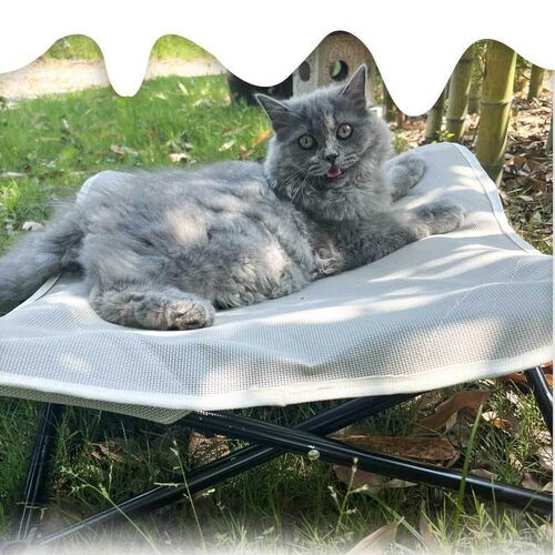 宠物床户外猫窝折叠可拆卸猫狗床