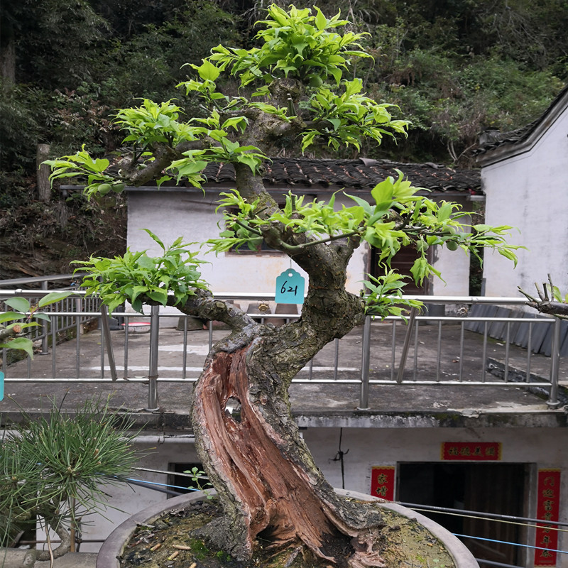 卖花渔村原生梅花绿萼盆景白梅盆栽树苗一物一拍庭院冬款不怕冷花