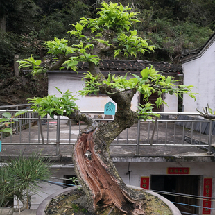 卖花渔村原生梅花绿萼盆景白梅盆栽树苗一物一拍庭院冬款不怕冷花