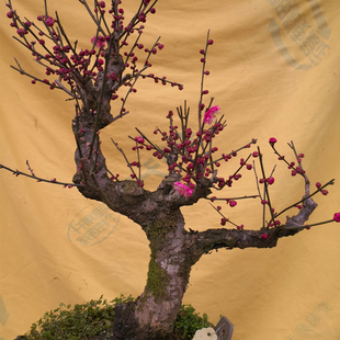 卖花渔村原生骨里红红梅花树老桩矮霸盆景盆栽一物一拍带花苞耐寒
