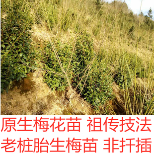 原生梅花树苗宫粉红梅骨里红绿萼梅玉蝶送春白须台阁树桩地栽盆栽