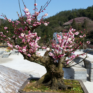 卖花渔村原生梅花宫粉老桩盆栽一物一拍喜阳梅桩盆景庭院耐寒好养