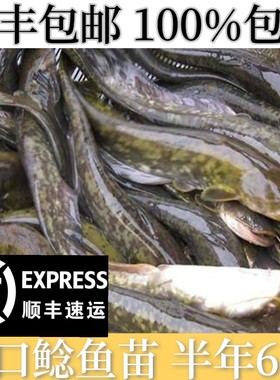 大口鲶鱼苗鲶鱼苗南方大口鲶土鲶鱼苗凶猛路亚量二须鲶鱼鱼塘鱼苗
