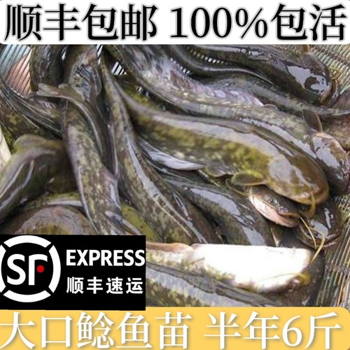 大口鲶鱼苗鲶鱼苗南方大口鲶土鲶鱼苗凶猛路亚量二须鲶鱼鱼塘鱼苗