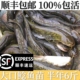 大口鲶鱼苗鲶鱼苗南方大口鲶土鲶鱼苗凶猛路亚量二须鲶鱼鱼塘鱼苗
