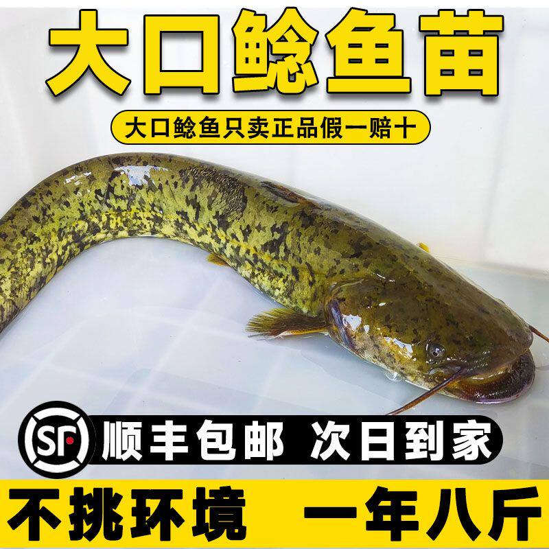 大口鲶鱼苗鲶鱼苗南方大口鲶土鲶鱼苗凶猛路亚量二须鲶鱼鱼塘鱼苗
