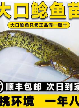鲶鱼苗大口鲶土鲶二须鲶鱼河鲶鱼