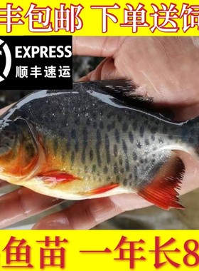 鲳鱼苗红腹白鲳鱼淡水养殖食用仓鱼苗肉食凶猛活体昌鱼好养观赏鱼