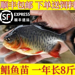 鲳鱼苗红腹白鲳鱼淡水养殖食用仓鱼苗肉食凶猛活体昌鱼好养观赏鱼