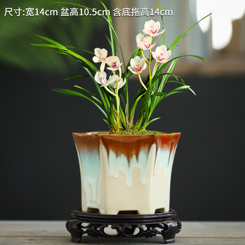 兰花专用花盆陶瓷粗陶素烧蝴蝶兰吊兰盆景造景创意六角绿植多肉盆