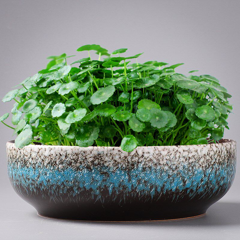 水培花盆大无孔创意碗莲睡莲水仙一叶莲绿萝铜钱草水养金钱草特价