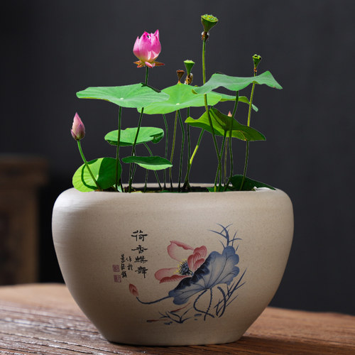 睡莲盆水培荷花缸水养