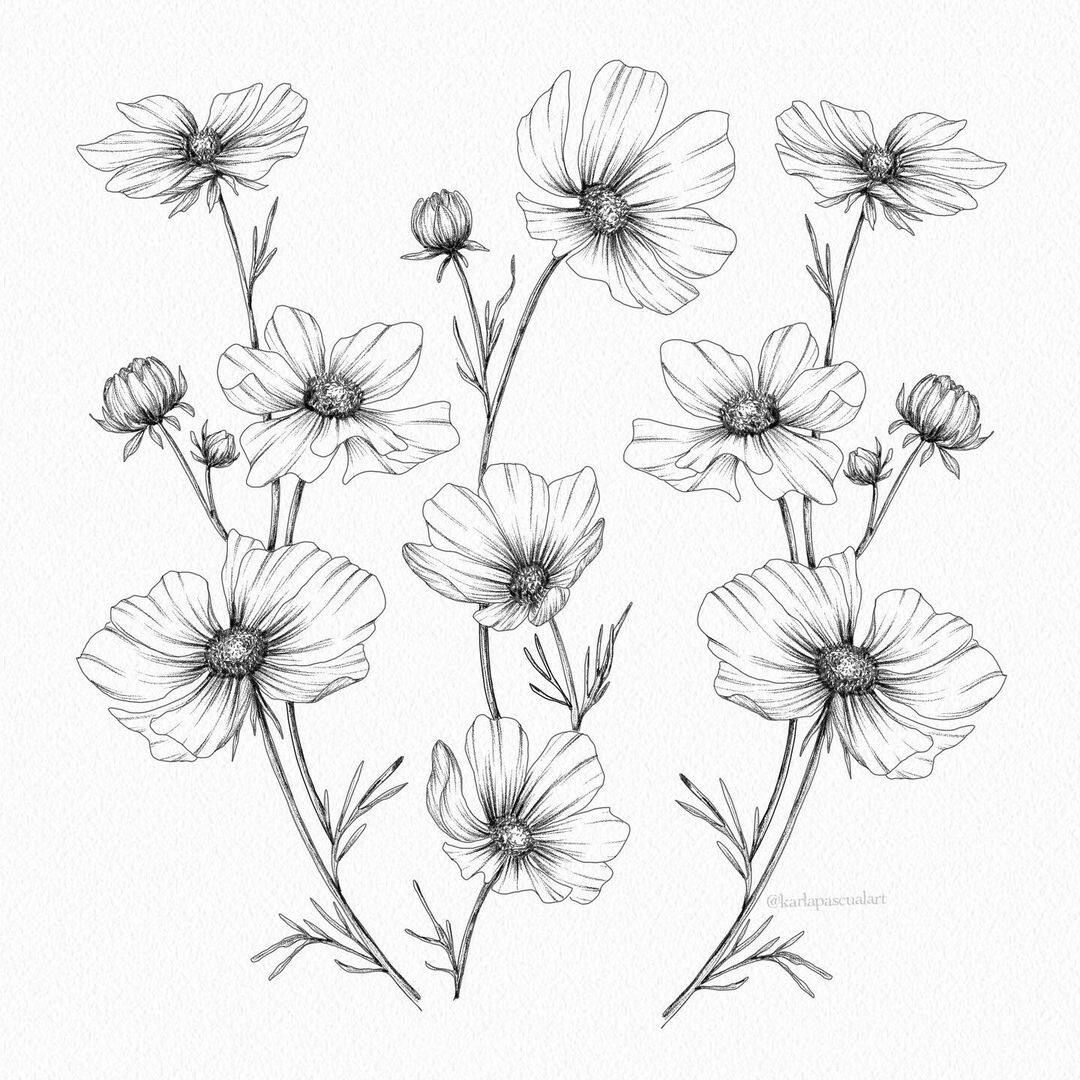 a579植物花卉花朵黑白线描画线条画线稿作品电子版图片临摹素材图