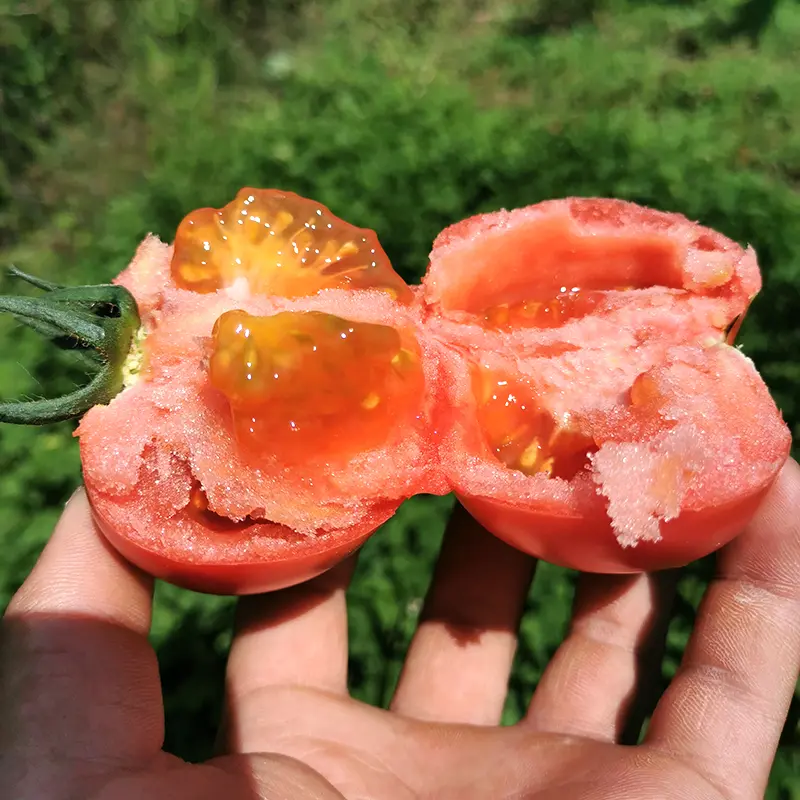 3/5斤四川攀枝花露天沙瓤番茄自然成熟不打药新鲜当季健康