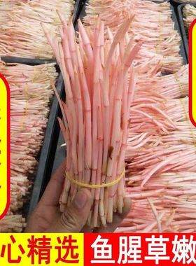 折耳根嫩芽新鲜鱼腥草叶猪鼻孔侧耳根凉拌食用叶连根四川农家自种