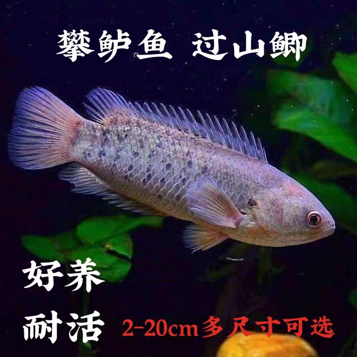 攀鲈鱼观赏鱼龟壳鱼过山鲫海巴毛原生鱼热带鱼淡水鱼凶猛鱼好养活
