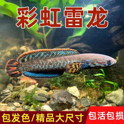 南鳢雷龙鱼观赏鱼冷水鱼红尾龙鱼凶猛七彩雷龙淡水活体彩虹雷龙鱼