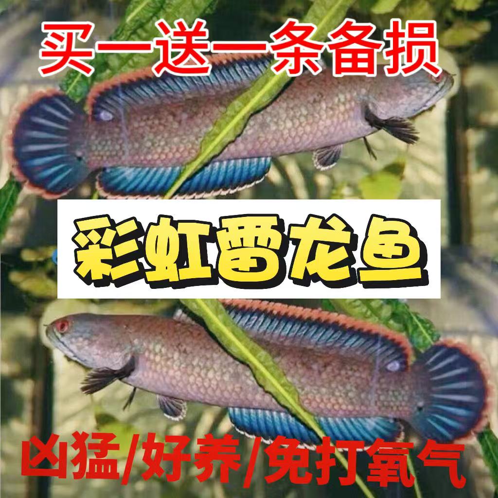 雷龙鱼观赏鱼冷水鱼龙鱼凶猛淡水热带鱼七彩彩虹雷龙鱼【买一送一