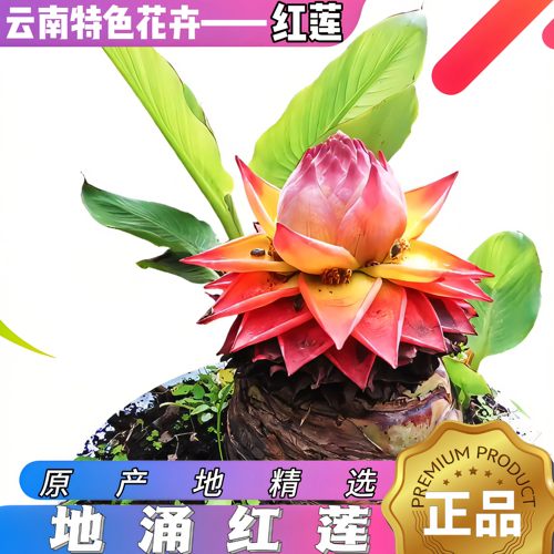 正宗地涌红莲红色地莲花绿植盆栽花卉花园植物四季观花空气清新