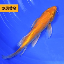 活体日本淡水冷水红白好养小锦鲤鱼1