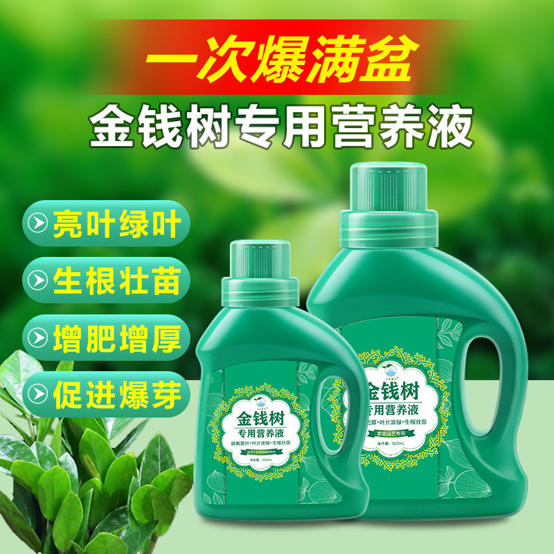 喜酸植物营养液金钱树营养液黄叶烂根不生长金钱树养料养树促生长