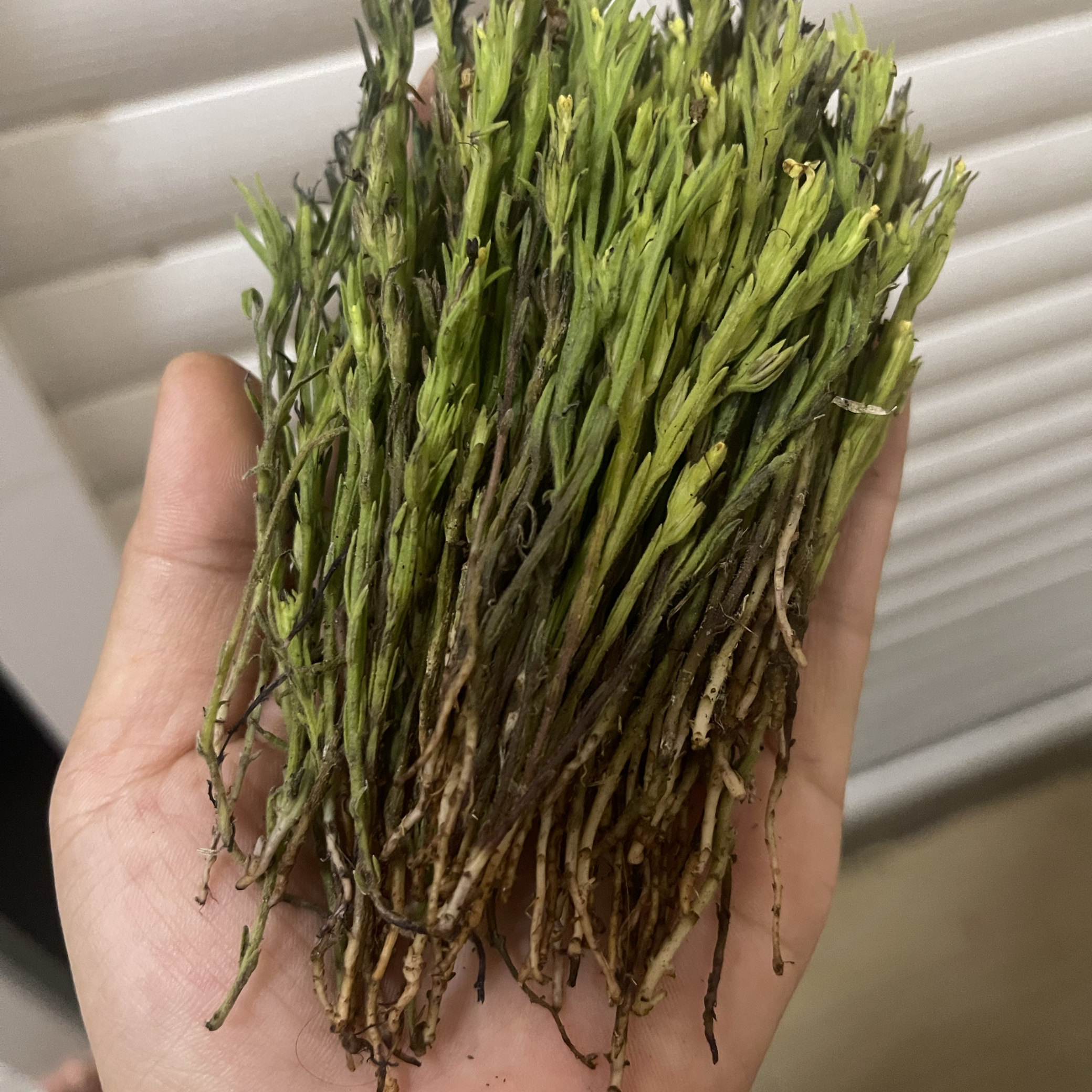 阳山新鲜野生独脚金 非干货当日采摘当日发只发广东省不做售后