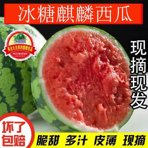 西瓜水果新鲜冰糖麒麟西瓜皮薄超甜现摘现发个别有籽介意慎拍