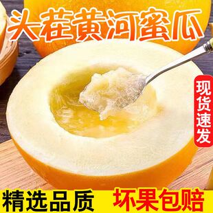 正宗头茬黄河蜜瓜甜瓜新鲜水果当季现摘现发