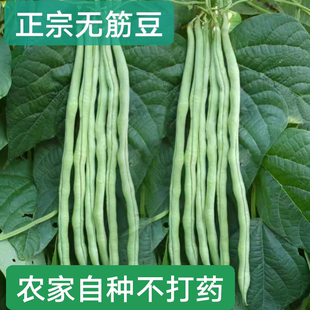 豆现摘现发无农残 云南新鲜无筋豆高原芸豆新鲜蔬菜四季 无筋豆