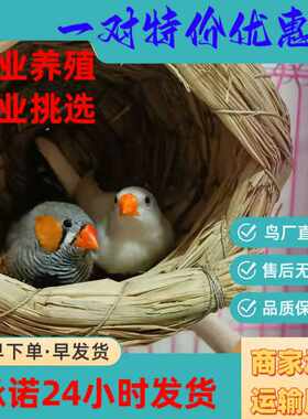 一对可繁殖珍珠鸟活物