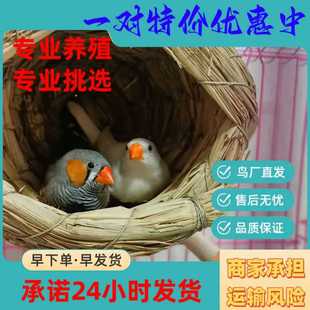 珍珠鸟活物灰白文鸟七彩文鸟活鸟袖珍宠物鸟一对可繁殖
