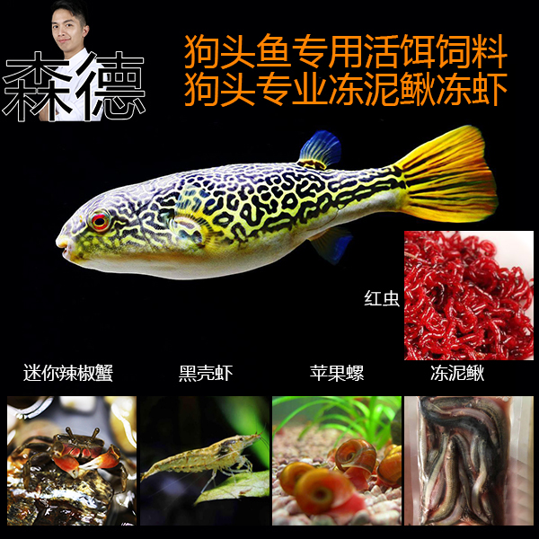 狗头活食饲料狗头鱼食螺皇冠斑马